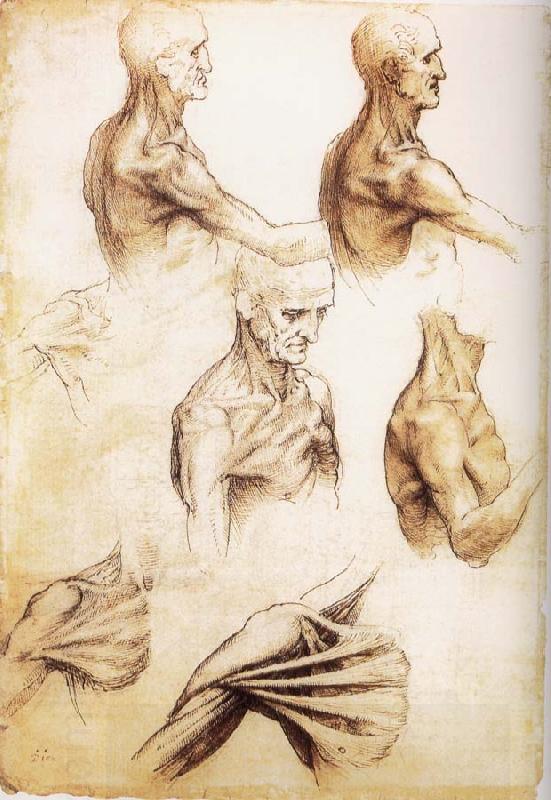 LEONARDO da Vinci Waiter flat anatomy of the shoulder